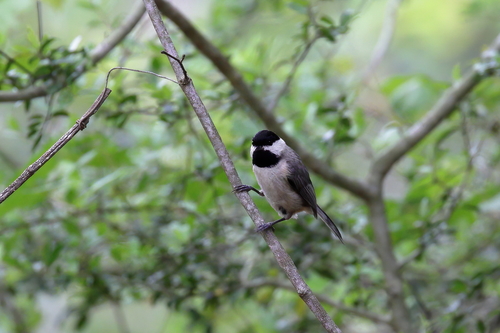 Carolina Chickadee photographed in Mississippi