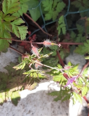 Geranium robertianum