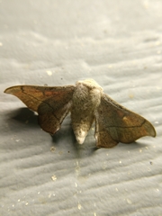 Cicinnus melsheimeri