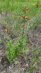 Scrophularia sambucifolia