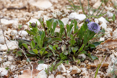 Globularia bisnagarica