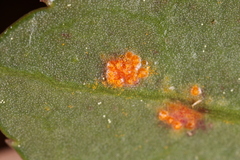 Pucciniastrum pyrolae