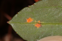 Pucciniastrum pyrolae
