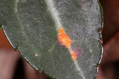 Pucciniastrum pyrolae