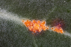 Pucciniastrum pyrolae