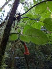 Solenophora calycosa