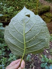 Solenophora calycosa