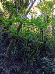 Solenophora calycosa