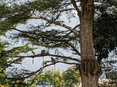 Chlorocebus pygerythrus