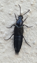Philonthus cognatus