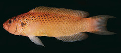 Jaguar Dottyback photo 2