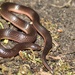 Carphophis amoenus - Photo (c) Ty Smith,  זכויות יוצרים חלקיות (CC BY-NC), uploaded by Ty Smith