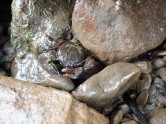 Petrolisthes cinctipes