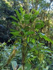 Iochroma arborescens