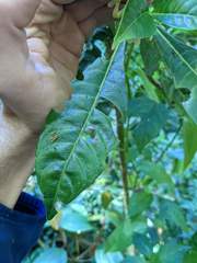 Iochroma arborescens