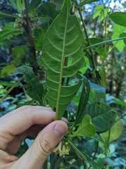 Iochroma arborescens