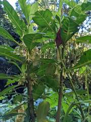 Iochroma arborescens