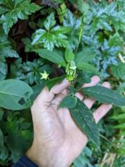 Burmeistera crebra