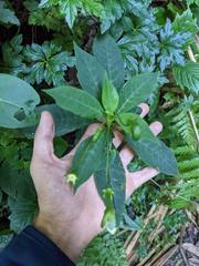Burmeistera crebra
