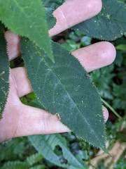 Burmeistera crebra