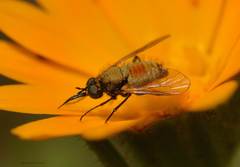 Usia versicolor