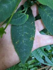 Burmeistera crebra