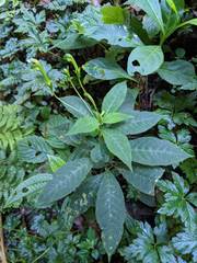 Burmeistera crebra