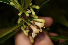 Iochroma arborescens