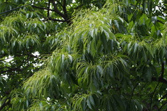 Castanea crenata