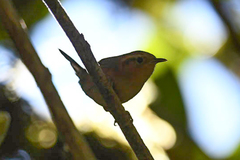 Troglodytes ochraceus