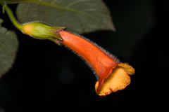 Solenophora calycosa