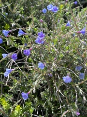 Lithodora hispidula