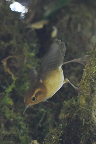 Ochraceous Wren (Troglodytes ochraceus), photo 3