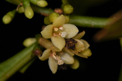 Iochroma arborescens