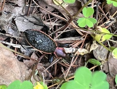 Carabus nankotaizanus