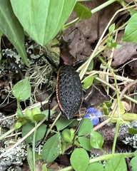 Carabus nankotaizanus