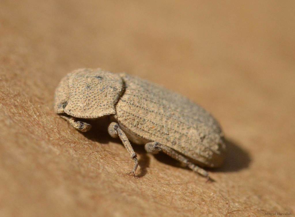 Sclerum armatum