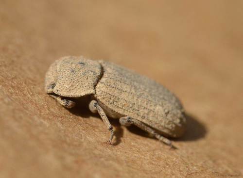 Sclerum armatum