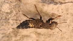 Ontholestes haroldi