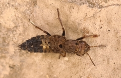 Ontholestes haroldi
