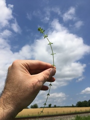 Cruciata pedemontana