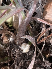 Luzula bulbosa