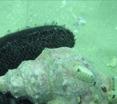 Rhyssoplax stangeri