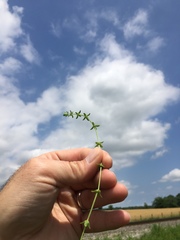 Cruciata pedemontana