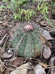 Melocactus