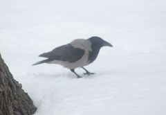 Corvus cornix