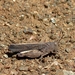 California Sulphur-winged Grasshopper - Photo (c) Robert, some rights reserved (CC BY-NC)