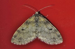 Lobophora nivigerata