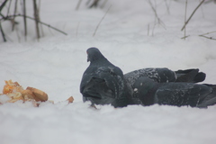Columba livia domestica