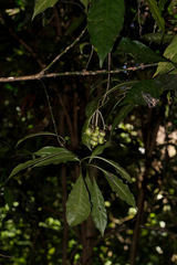 Chassalia parvifolia